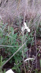 Mandevilla hypoleuca