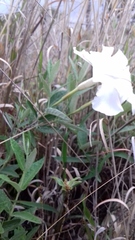Mandevilla hypoleuca