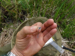 Coenagrion interrogatum