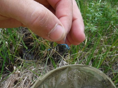 Coenagrion interrogatum