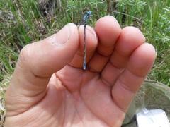 Coenagrion interrogatum