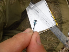 Coenagrion interrogatum