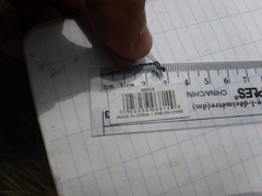 Coenagrion interrogatum