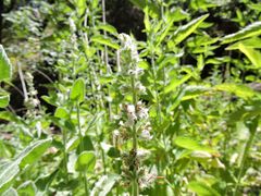 Stachys albens