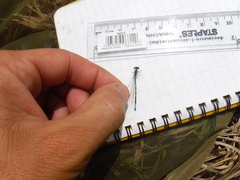 Coenagrion interrogatum