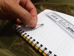 Coenagrion interrogatum