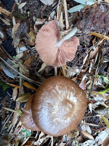 Pluteus cervinus