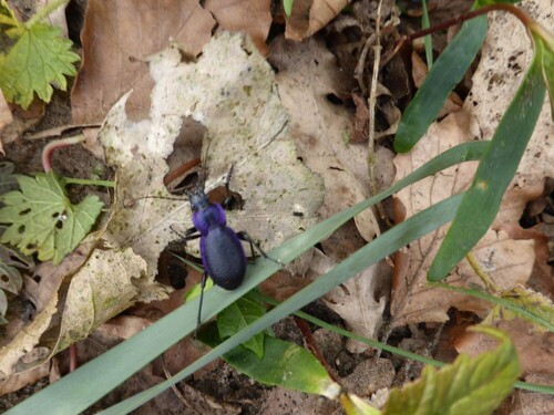 Rough Violet Ground Beetle, Tilburg, NL-NB, NL, photo 10 of 10