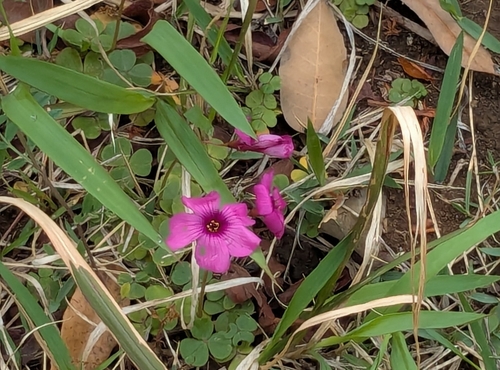 Image of Oxalis brasiliensis by (c) mami_t_t, some rights reserved (CC BY)