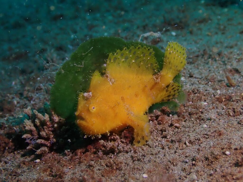 Anglerfish (Antennarius hispidus) — Antennariidae