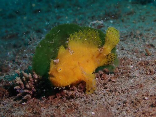 Anglerfish (Antennarius hispidus) — Antennariidae