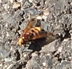 Volucella