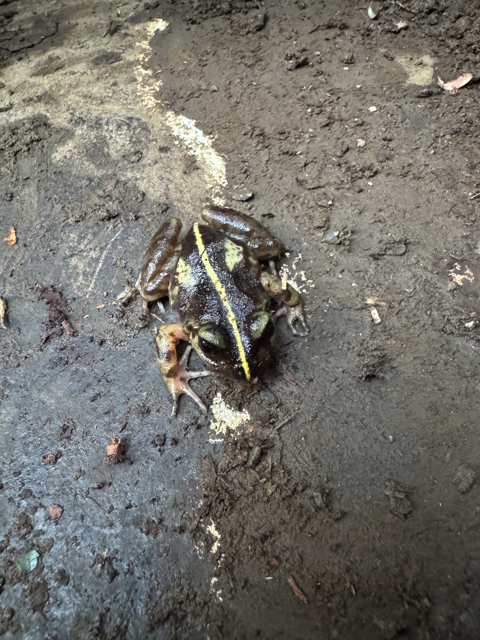 Eupsophus emiliopugini Formas, 1989