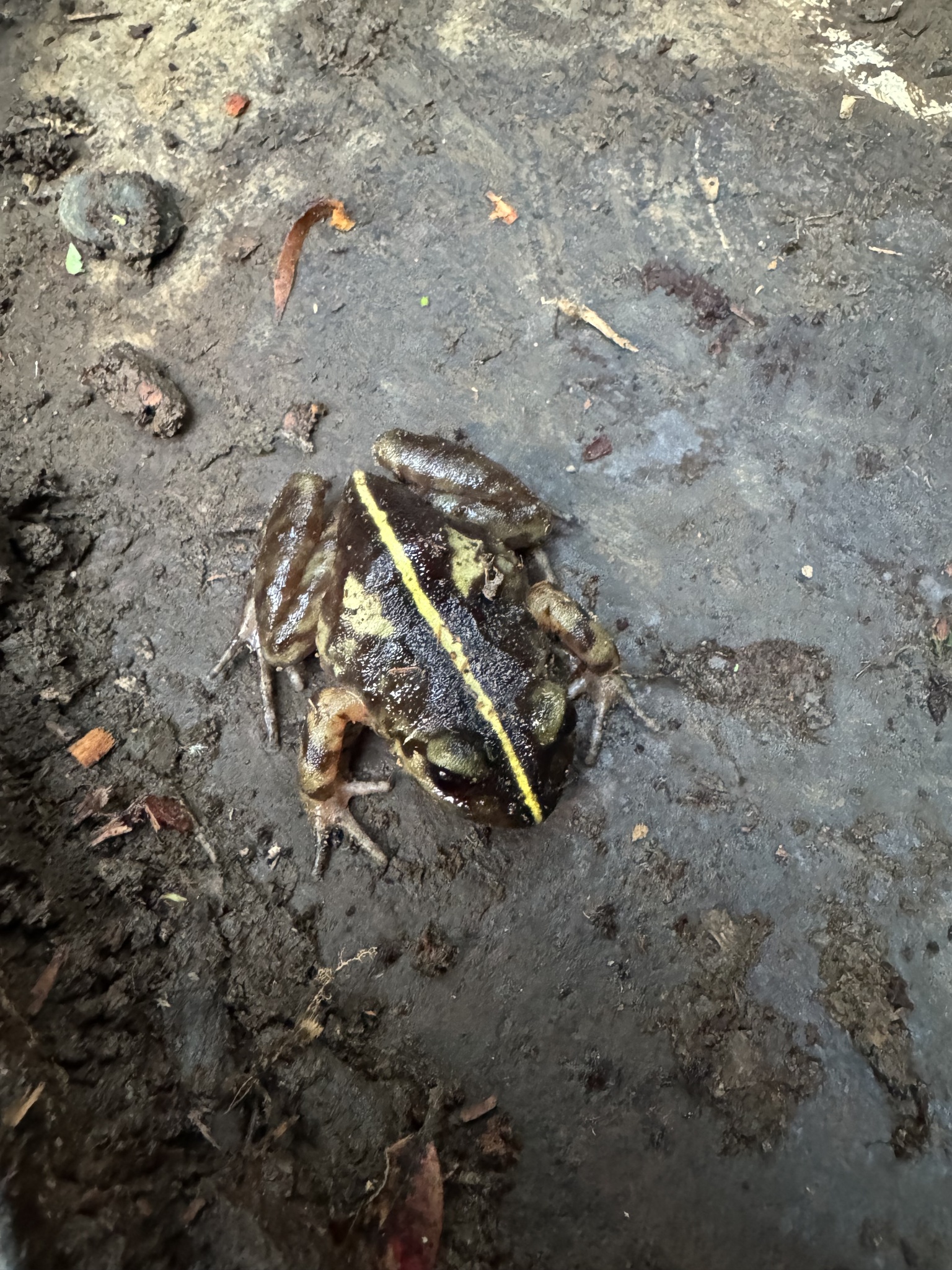 Eupsophus emiliopugini Formas, 1989