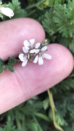 Redstem Stork's-bill