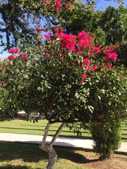 Bougainvillea