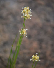 Juncus chlorocephalus
