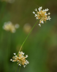Juncus chlorocephalus