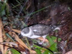 Vanuatu Petrel photo 3