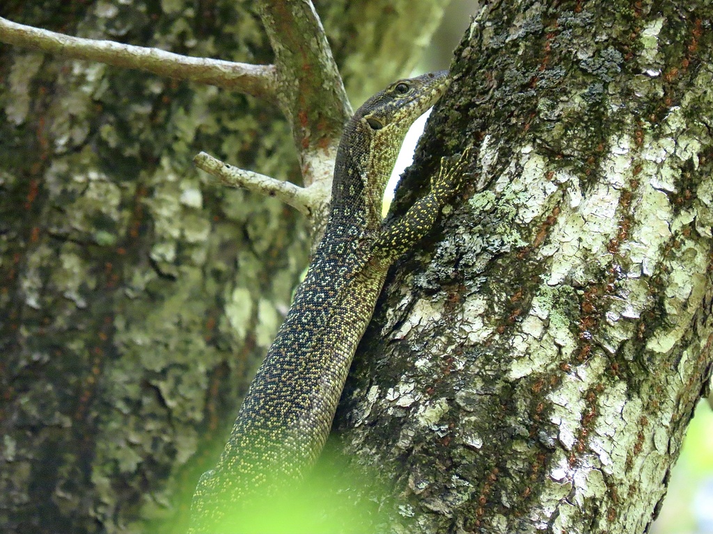 Peacock Monitor