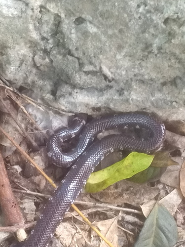 Boulenger's Pipe Snake