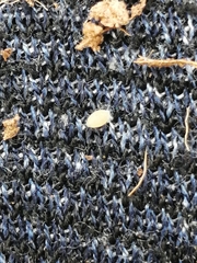 Dysmicoccus brevipes