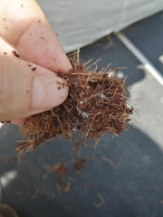 Dysmicoccus brevipes