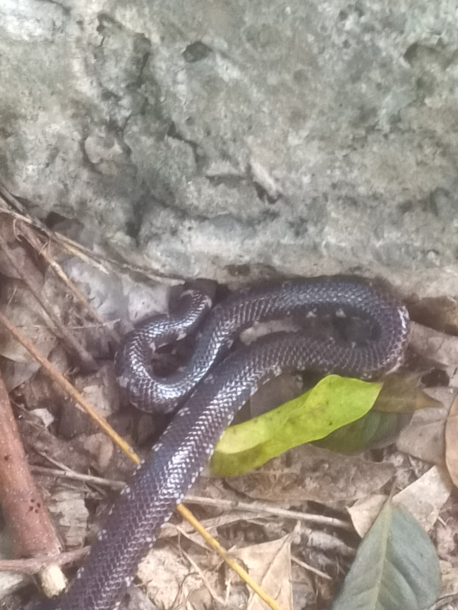 Boulenger's Pipe Snake photo 2