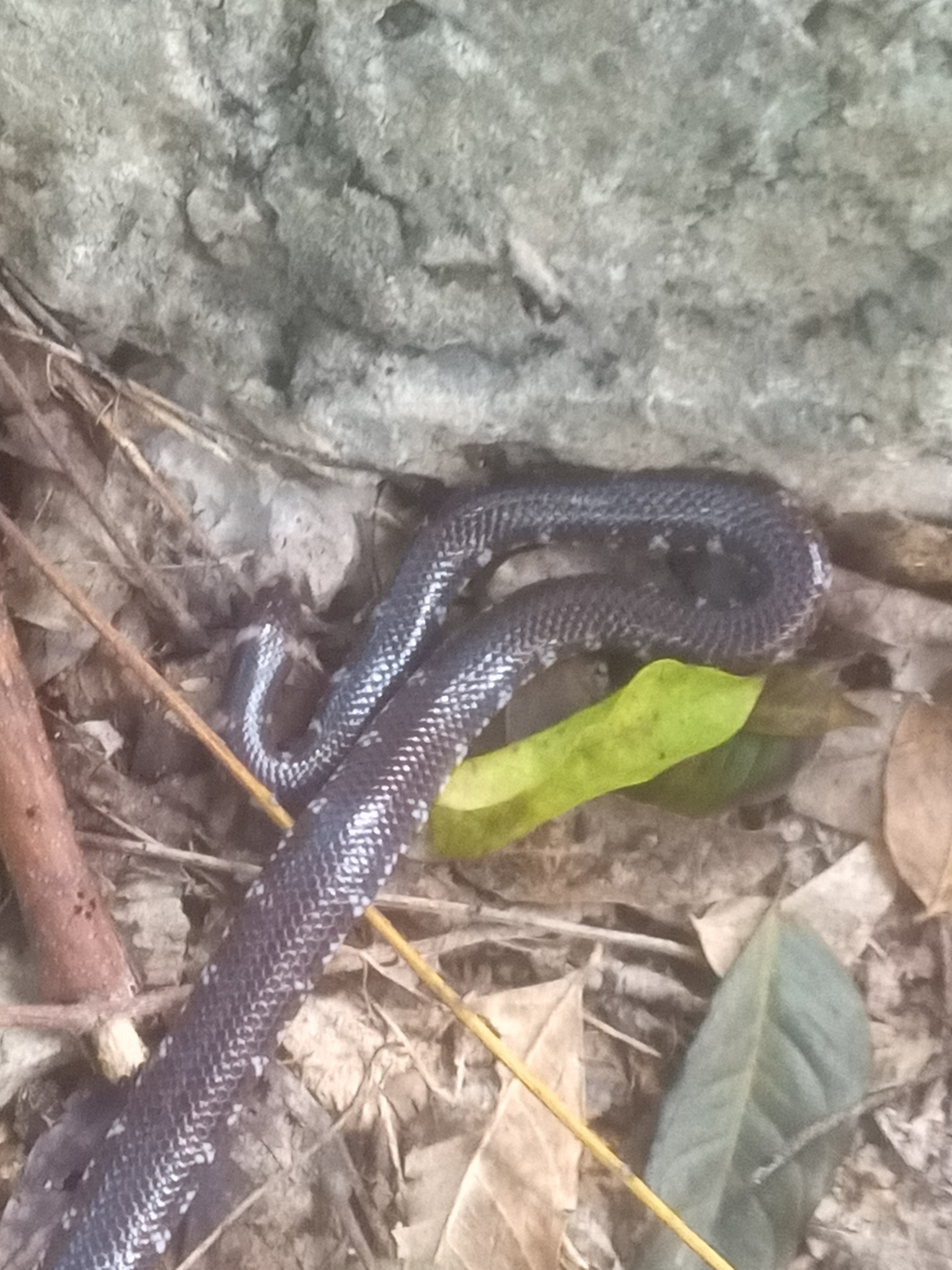 Boulenger's Pipe Snake photo 3
