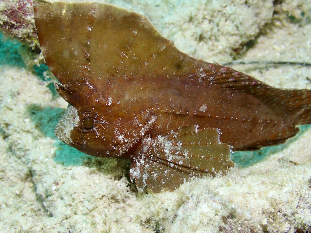 Cockapoo Fish Cockatoo Waspfish from Indian Ocean, Aceh, ID on April 17, 2025 at 03: ...
