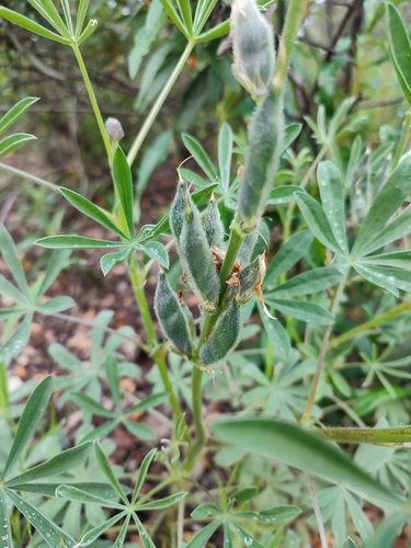 Image of European Yellow Lupine (Lupinus luteus) by (c) Ana Garcia, some rights reserved (CC BY)