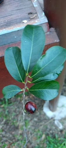 Image of Diospyros inconstans by no rights reserved