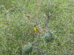Ploceus cucullatus nigriceps