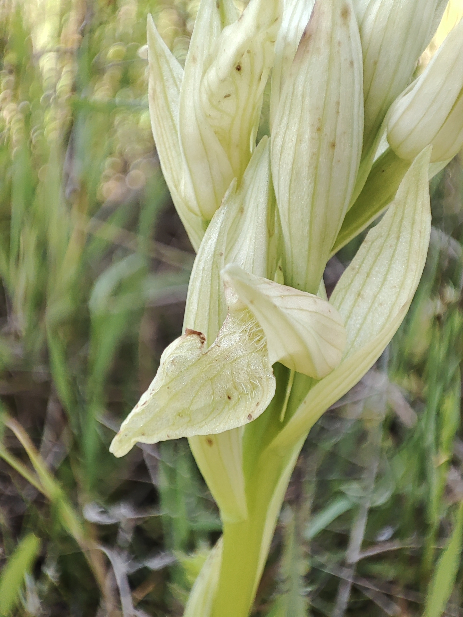 Serapias perez