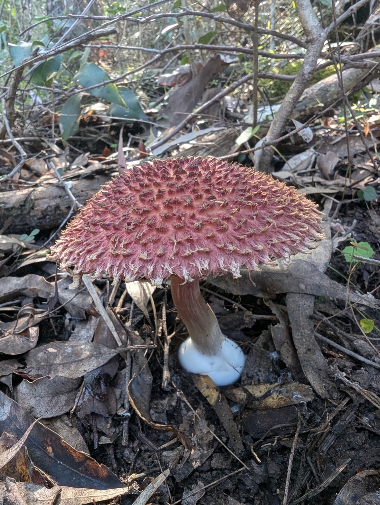 Boletellus emodensis · April 2025 · photo: © catherine_jane (iNaturalist, cc-by)
