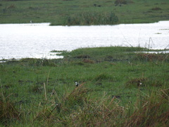 Vanellus crassirostris