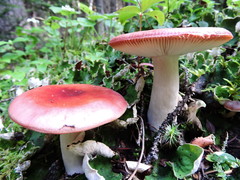 Russula silvicola