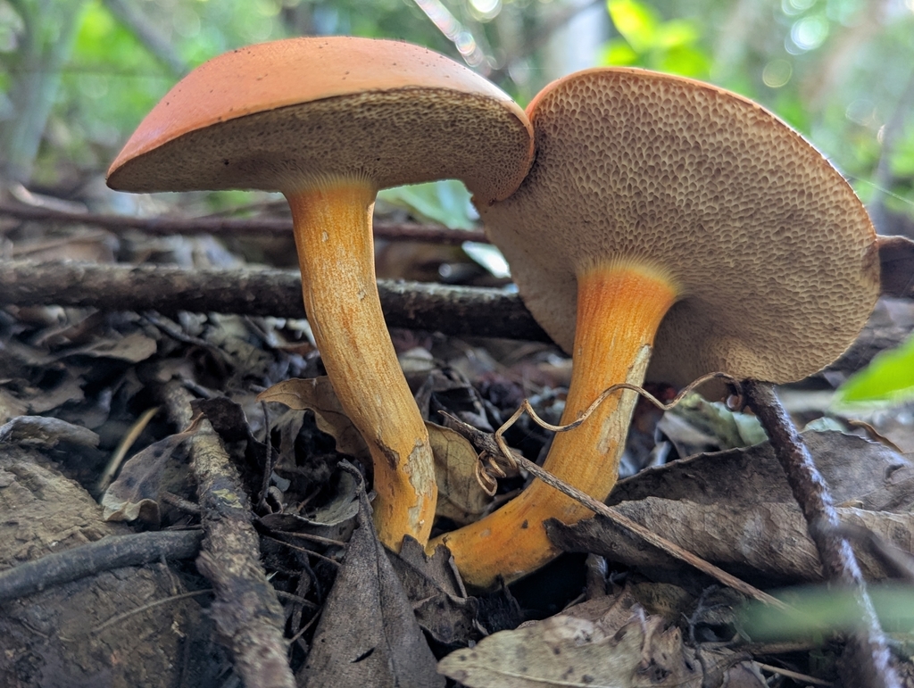 Tylopilus balloui · April 2025 · photo: © catherine_jane (iNaturalist, cc-by)