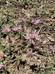 Monardella australis