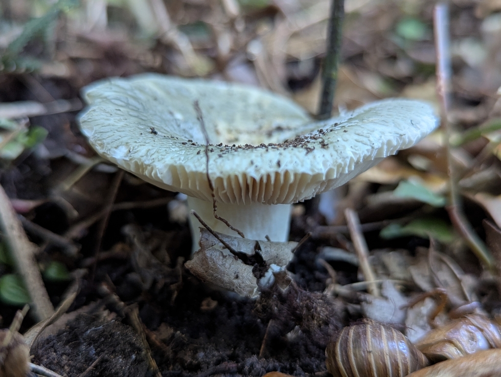 Russula viridis