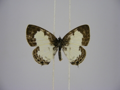 Tuxentius margaritaceus