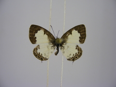 Tuxentius margaritaceus