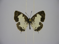 Tuxentius margaritaceus