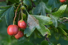Phyllonorycter corylifoliella