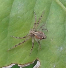 Philodromus