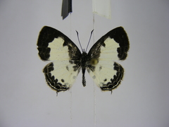 Tuxentius margaritaceus