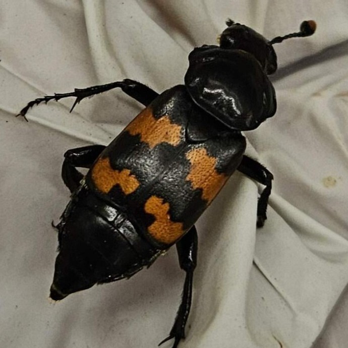 Nicrophorus obscurus