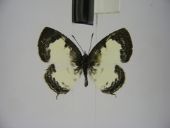 Tuxentius margaritaceus