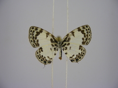 Tuxentius margaritaceus