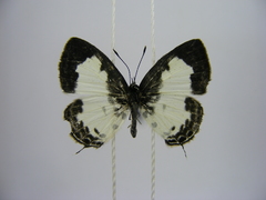 Tuxentius margaritaceus